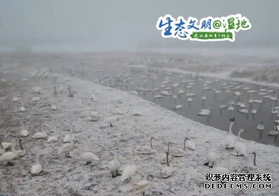 【生态文明@湿地】湖面封冻，他们这样给越冬天鹅备“早餐”